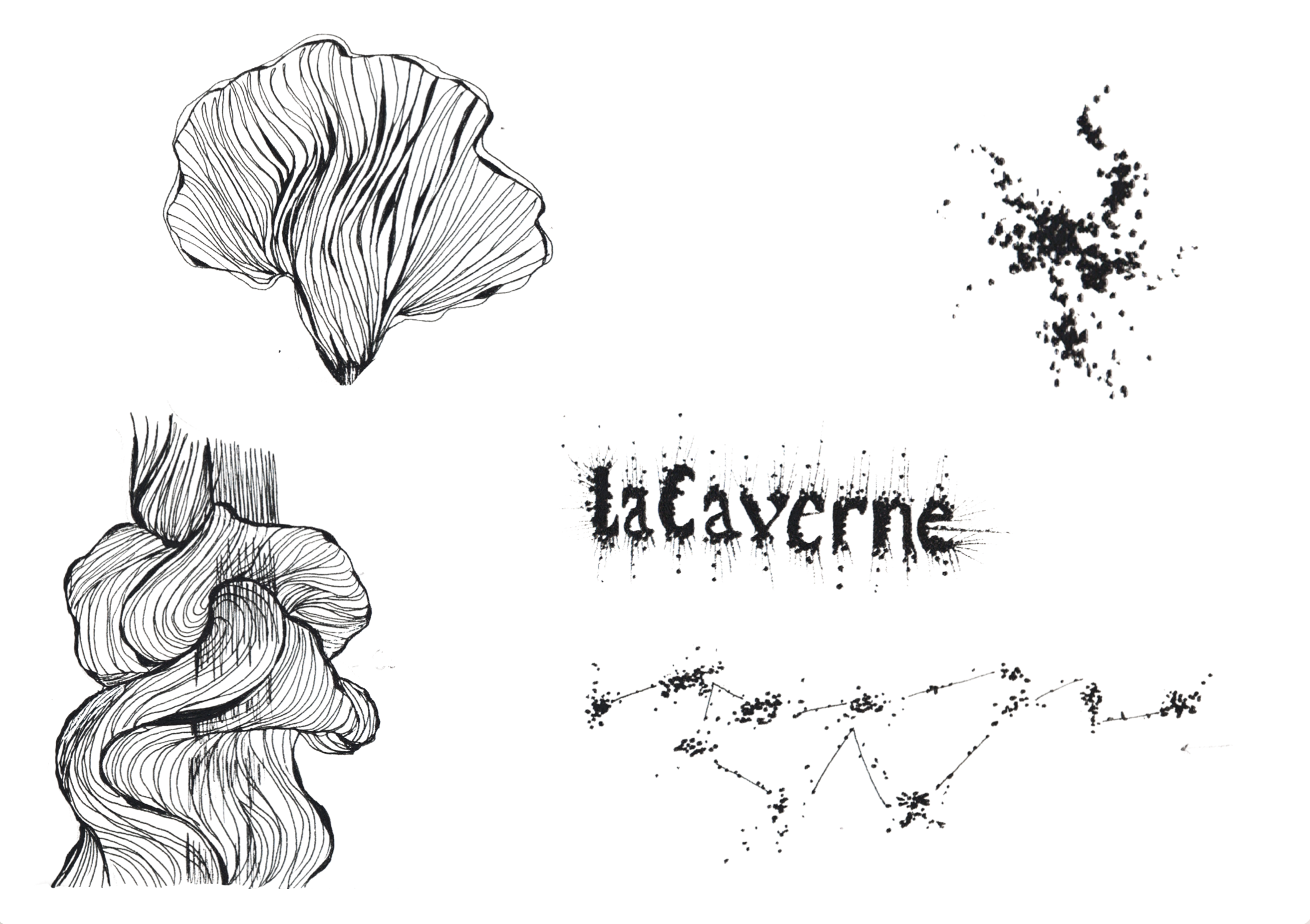 photo-carnet-champignon