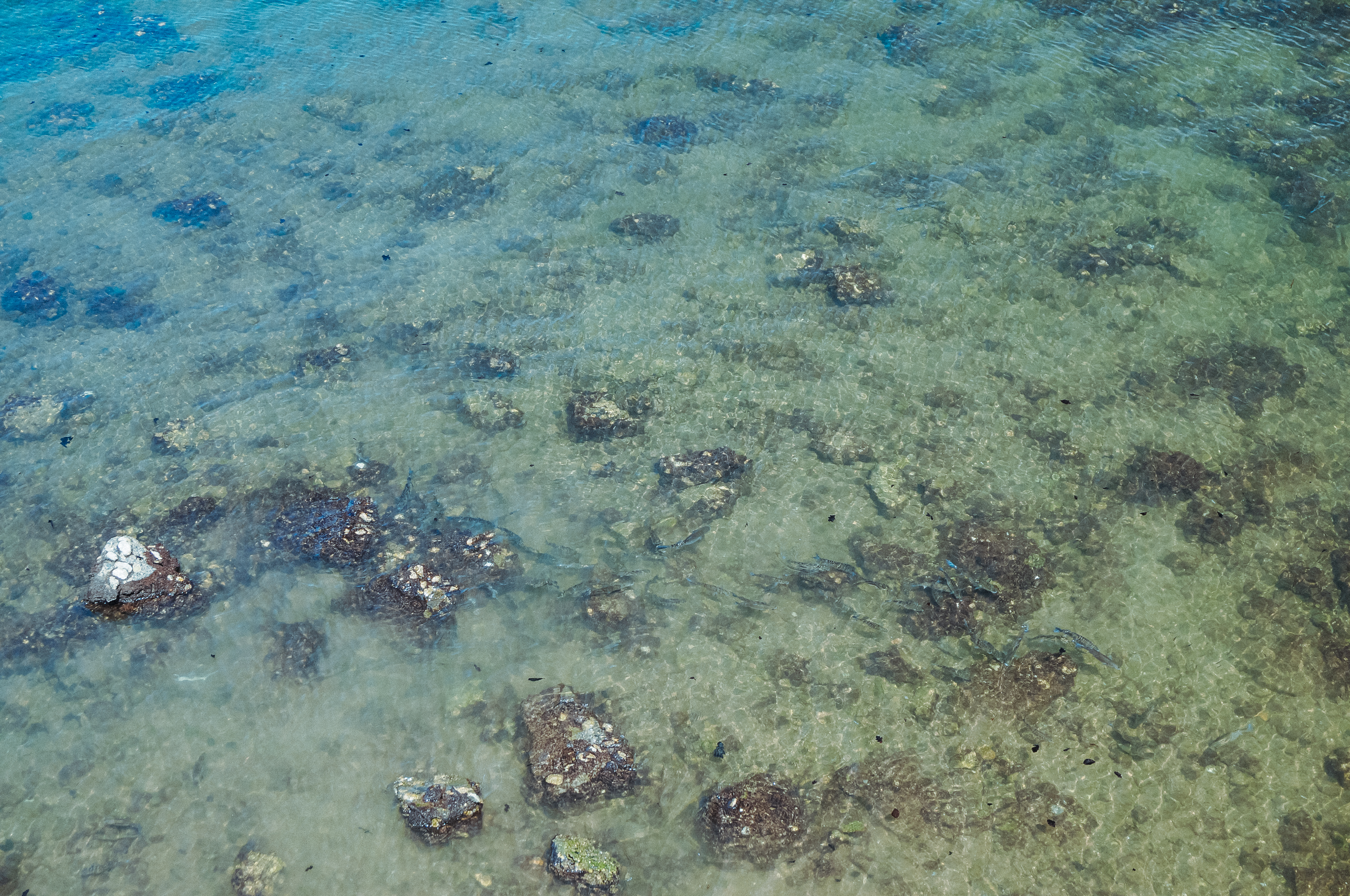 photo-chanpignon-Blancs